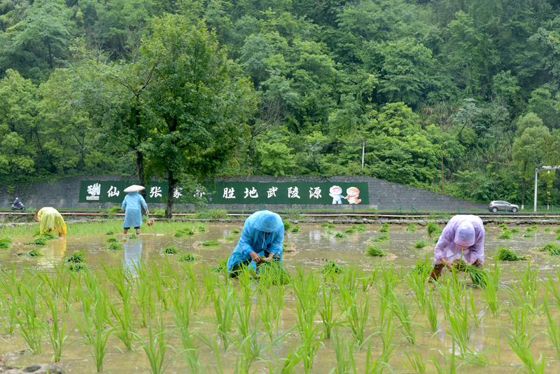 端午假期冒雨插秧，張家界黃龍洞景區(qū)生態(tài)田園農事忙